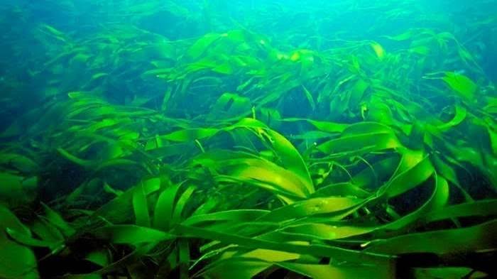 Green seaweed growing underwater