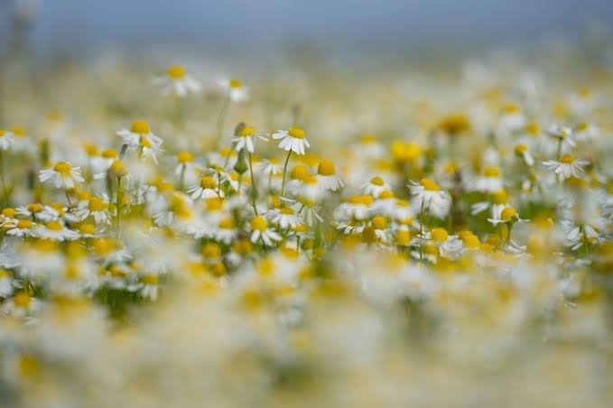 Field of blooming chamomile flowers in spring