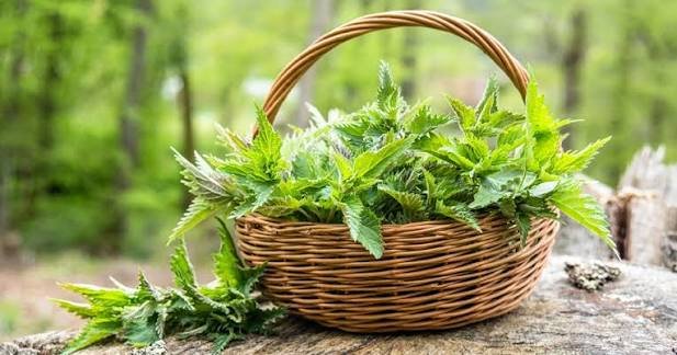 Basket of fresh nettle leaves