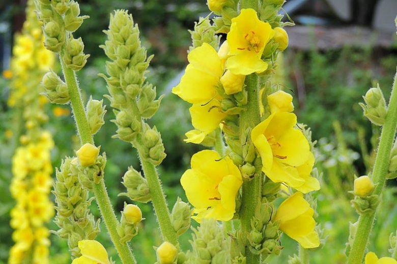 Yellow mullein flowers (Verbascum thapsus)